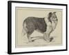 Celebrated Dogs, Charlemagne-Louis Wain-Framed Giclee Print