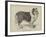 Celebrated Dogs, Charlemagne-Louis Wain-Framed Giclee Print