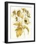 Celebration d Or II-Shirley Novak-Framed Art Print