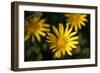 Celebration II-Rita Crane-Framed Photographic Print