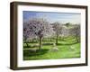 Celebration of Apple Blossom in Somerset, 2004-Liz Wright-Framed Giclee Print