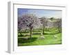 Celebration of Apple Blossom in Somerset, 2004-Liz Wright-Framed Giclee Print