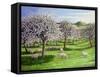 Celebration of Apple Blossom in Somerset, 2004-Liz Wright-Framed Stretched Canvas