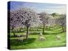 Celebration of Apple Blossom in Somerset, 2004-Liz Wright-Stretched Canvas