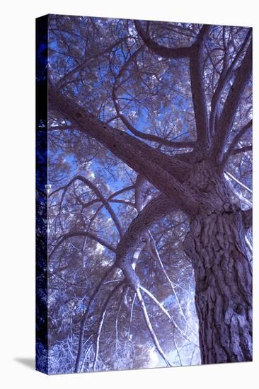 Celebration Tree, Infrared, Oakland, California-Vincent James-Stretched Canvas