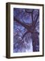 Celebration Tree, Infrared, Oakland, California-Vincent James-Framed Photographic Print