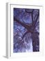 Celebration Tree, Infrared, Oakland, California-Vincent James-Framed Photographic Print