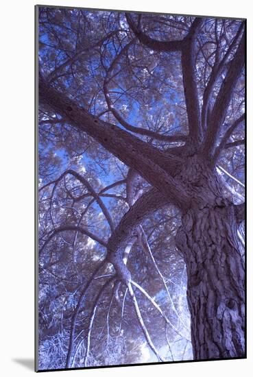 Celebration Tree, Infrared, Oakland, California-Vincent James-Mounted Photographic Print