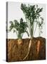 Celeriac, Parsley, Carrot (In Soil, Root and Leaves Visible)-Sheffer Visual Photos-Stretched Canvas