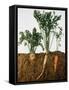 Celeriac, Parsley, Carrot (In Soil, Root and Leaves Visible)-Sheffer Visual Photos-Framed Stretched Canvas
