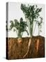 Celeriac, Parsley, Carrot (In Soil, Root and Leaves Visible)-Sheffer Visual Photos-Stretched Canvas