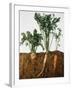 Celeriac, Parsley, Carrot (In Soil, Root and Leaves Visible)-Sheffer Visual Photos-Framed Photographic Print