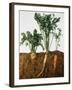Celeriac, Parsley, Carrot (In Soil, Root and Leaves Visible)-Sheffer Visual Photos-Framed Photographic Print