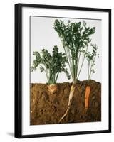 Celeriac, Parsley, Carrot (In Soil, Root and Leaves Visible)-Sheffer Visual Photos-Framed Photographic Print