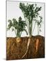 Celeriac, Parsley, Carrot (In Soil, Root and Leaves Visible)-Sheffer Visual Photos-Mounted Photographic Print