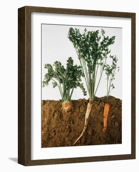 Celeriac, Parsley, Carrot (In Soil, Root and Leaves Visible)-Sheffer Visual Photos-Framed Photographic Print