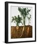 Celeriac, Parsley, Carrot (In Soil, Root and Leaves Visible)-Sheffer Visual Photos-Framed Photographic Print