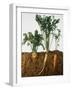 Celeriac, Parsley, Carrot (In Soil, Root and Leaves Visible)-Sheffer Visual Photos-Framed Photographic Print