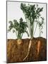 Celeriac, Parsley, Carrot (In Soil, Root and Leaves Visible)-Sheffer Visual Photos-Mounted Photographic Print