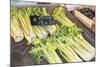 Celery, 1999-Peter Breeden-Mounted Giclee Print