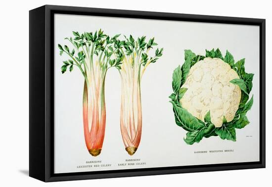 Celery and Broccoli, Illustration from 'Harrisons' Seed Catalogue', C.1900-null-Framed Stretched Canvas