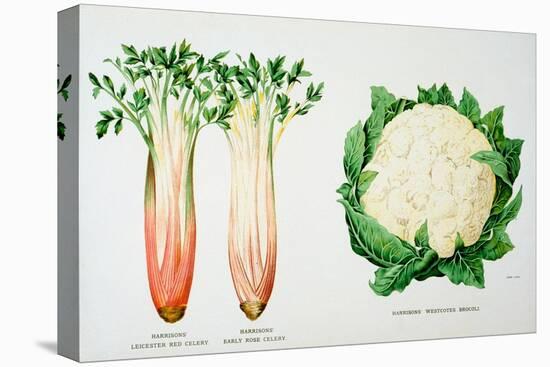 Celery and Broccoli, Illustration from 'Harrisons' Seed Catalogue', C.1900-null-Stretched Canvas