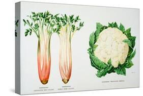 Celery and Broccoli, Illustration from 'Harrisons' Seed Catalogue', C.1900-null-Stretched Canvas