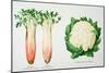 Celery and Broccoli, Illustration from 'Harrisons' Seed Catalogue', C.1900-null-Mounted Giclee Print