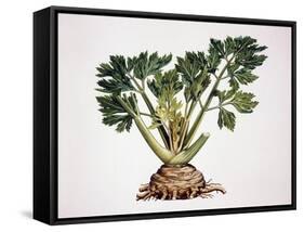 Celery (Apium Graveolens), Apiaceae-null-Framed Stretched Canvas