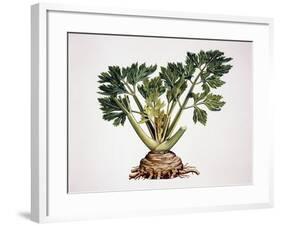 Celery (Apium Graveolens), Apiaceae-null-Framed Giclee Print