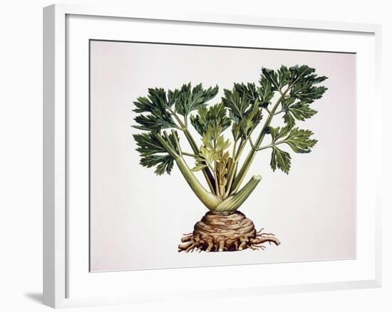 Celery (Apium Graveolens), Apiaceae-null-Framed Giclee Print