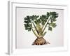 Celery (Apium Graveolens), Apiaceae-null-Framed Giclee Print