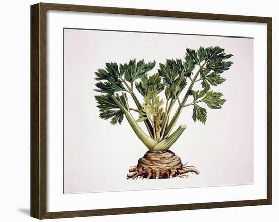 Celery (Apium Graveolens), Apiaceae-null-Framed Giclee Print