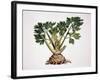 Celery (Apium Graveolens), Apiaceae-null-Framed Giclee Print