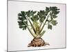 Celery (Apium Graveolens), Apiaceae-null-Mounted Giclee Print