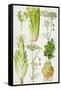 Celery, Fennel, Dill and Celeriac-Elizabeth Rice-Framed Stretched Canvas