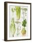 Celery, Fennel, Dill and Celeriac-Elizabeth Rice-Framed Premium Giclee Print