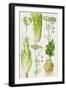 Celery, Fennel, Dill and Celeriac-Elizabeth Rice-Framed Premium Giclee Print