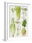 Celery, Fennel, Dill and Celeriac-Elizabeth Rice-Framed Premium Giclee Print