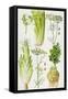 Celery, Fennel, Dill and Celeriac-Elizabeth Rice-Framed Stretched Canvas