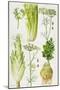 Celery, Fennel, Dill and Celeriac-Elizabeth Rice-Mounted Giclee Print