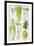 Celery, Fennel, Dill and Celeriac-Elizabeth Rice-Framed Giclee Print