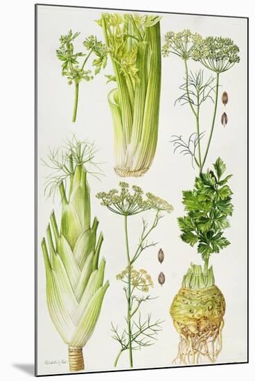 Celery, Fennel, Dill and Celeriac-Elizabeth Rice-Mounted Giclee Print