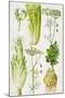 Celery, Fennel, Dill and Celeriac-Elizabeth Rice-Mounted Premium Giclee Print