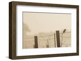 Celery Fields, Sarasota, Florida-Maresa Pryor-Framed Photographic Print