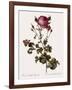 Celery-Leaved Rose-Pierre Joseph Redoute-Framed Giclee Print