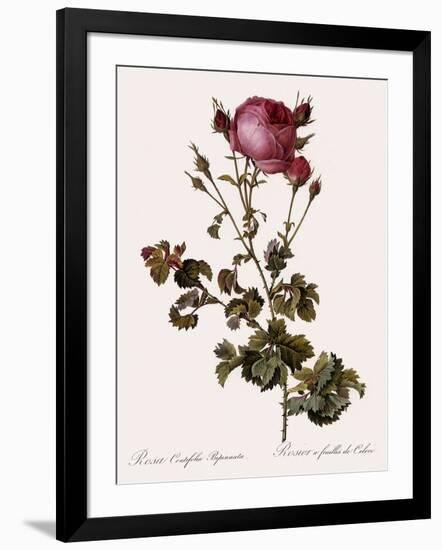 Celery-Leaved Rose-Pierre Joseph Redoute-Framed Giclee Print