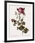 Celery-Leaved Rose-Pierre Joseph Redoute-Framed Giclee Print