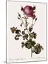 Celery-Leaved Rose-Pierre Joseph Redoute-Mounted Giclee Print