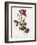 Celery-Leaved Rose-Pierre Joseph Redoute-Framed Giclee Print